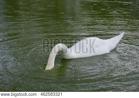 The White Swan Dived Under The Water In Search Of Food. Bird Feeding In The Wild. Swan Is A Beautifu