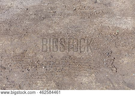 Fresh Saw Grass Seed At The Plantable Earth