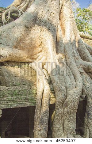 Cambodia.Angkor ワット。