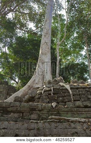 Cambodia.Angkor ワット。