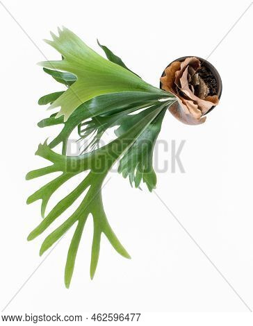 Maturing Staghorn Fern In Pot From Top View