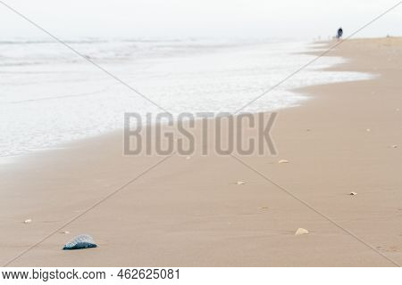 Portuguese Man O War Jellyfish On The Beach Of South Padre, Tx.