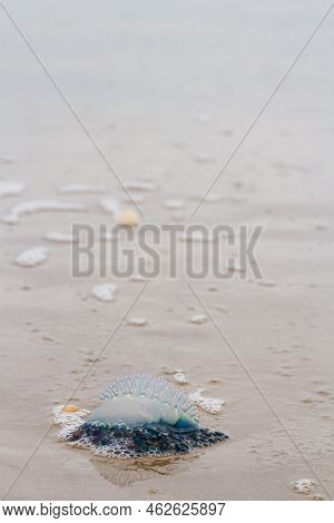 Portuguese Man O War Jellyfish On The Beach Of South Padre, Tx.