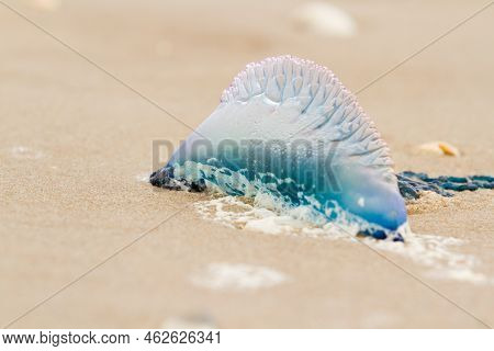 Portuguese Man O War Jellyfish On The Beach Of South Padre Island, Tx.