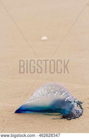 Portuguese Man O War Jellyfish On The Beach Of South Padre, Tx.