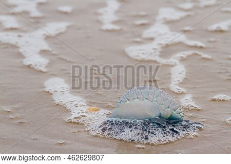 Portuguese Man O War Jellyfish On The Beach Of South Padre, Tx.