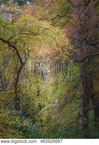 Epic Vibrant Colorful Autumn Landscape Image Of Dodd Woods In Lake District