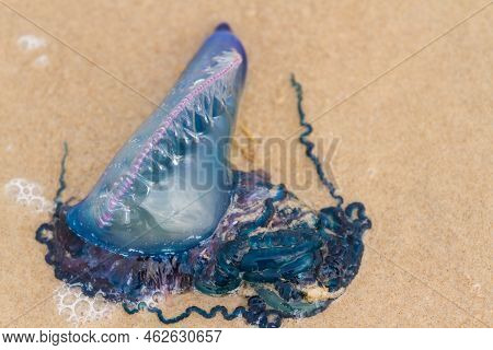Portuguese Man O War Jellyfish On The Beach Of South Padre, Tx.