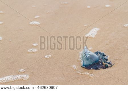 Portuguese Man O War Jellyfish On The Beach Of South Padre, Tx.