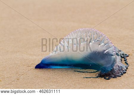 Portuguese Man O War Jellyfish On The Beach Of South Padre, Tx.