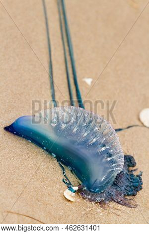 Portuguese Man O War Jellyfish On The Beach Of South Padre, Tx.