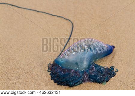 Portuguese Man O War Jellyfish On The Beach Of South Padre, Tx.