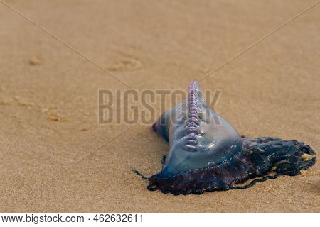 Portuguese Man O War Jellyfish On The Beach Of South Padre, Tx.