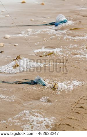 Portuguese Man O War Jellyfish On The Beach Of South Padre, Tx.