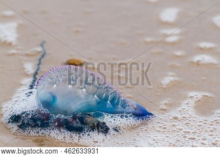 Portuguese Man O War Jellyfish On The Beach Of South Padre, Tx.