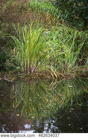 Water Reeds Reflecting In A Water Pond In The City, Jette, Belgium
