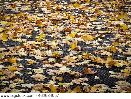 Close Up Of Colorful Autumn Leaves On A Wooden Pedestrian Bridge During The Fall Season, Jette, Belg