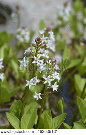 Common Bogbean White Flowers In The Spring