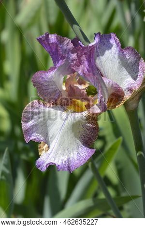 Tall Bearded Iris Decolletage Flower In The Garden