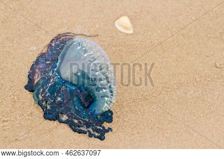 Portuguese Man O War Jellyfish On The Beach Of South Padre, Tx.