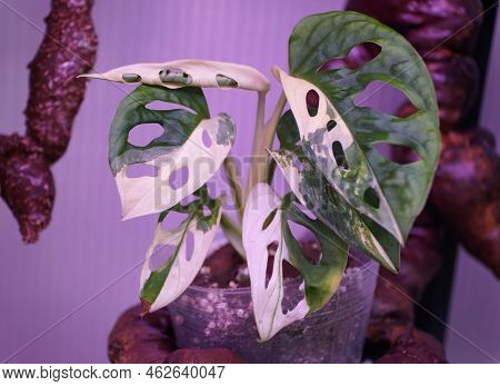 The White And Green Leaves Of Variegated Monstera Adansonii, A Rare And Expensive Tropical Houseplan