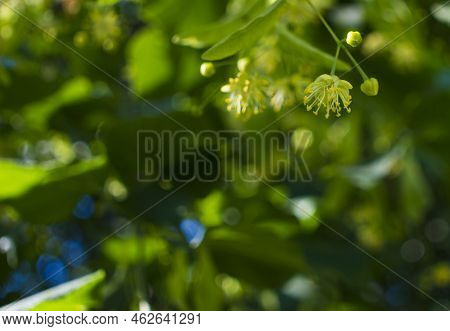 Close Up Of The Clusters Of Blooming Flowers Of Common Life Tilia X Europaea, Also Known As Linden, 