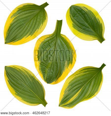 Set Of Five Hosta Of Funkia Green And Yellow Striped Variegated Leaves Isolated Transparent Png