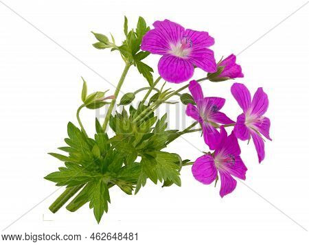 Wild Geranium Pratense Or Cranesbill Flowers Bouquet Isolated Transparent Png