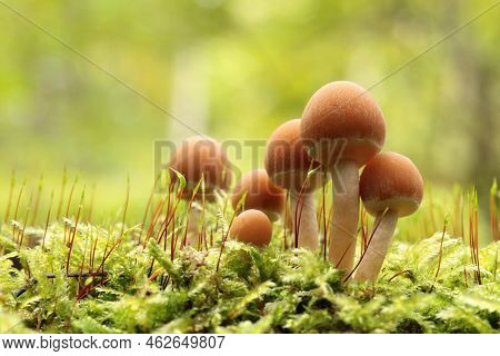 Mushrooms tree trunk Closeup Nature Macro plant Nature background trees Nature background Nature background Mushroom Nature autumnal Nature background Nature background Autumn forest Nature background outdoor Nature background Nature background.