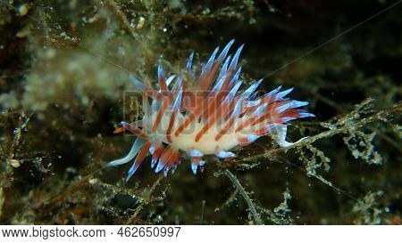 Sea Slug Pilgrim Hervia (cratena Peregrina) Close-up Undersea, Aegean Sea, Greece, Halkidiki