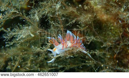 Sea Slug Pilgrim Hervia (cratena Peregrina) Close-up Undersea, Aegean Sea, Greece, Halkidiki