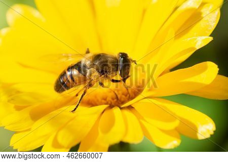 The Common Drone Fly (eristalis Tenax) On Flower