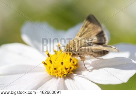 Butterfly Of The Family Hesperiidae (skippers) Landing On A Flower