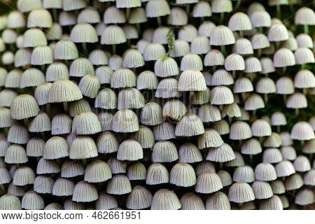 Fairy Inkcap Mushrooms, Coprinellus Disseminatus