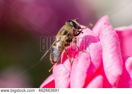 The Common Drone Fly (eristalis Tenax) On Flower