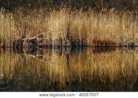 Marshy Abstract   In The North Of Italy