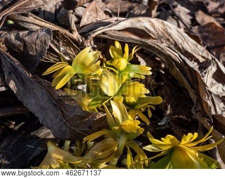 Macro Shot Of Buds Of Winter Aconite (eranthis Hyemalis) 'flore Pleno', A Variation With Fully Doubl