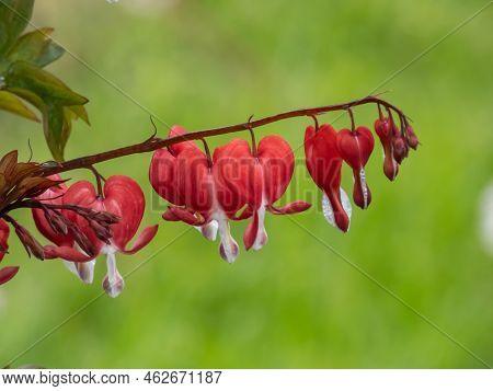 Bleeding Heart (dicentra Spectabilis) 'valentine' Flowering With Puffy, Dangling, Bright Red Heart-s
