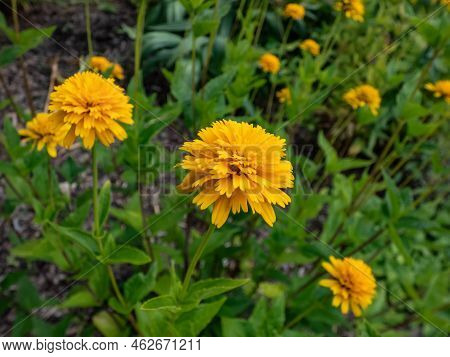 Close-up Of False Sunflower (heliopsis Helianthoides) 'asahi' With Large Golden-yellow Fully Double 