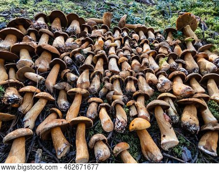 Group Of The Velvet Bolete Or Variegated Bolete (suillus Variegatus) In Different Sizes Placed In Th