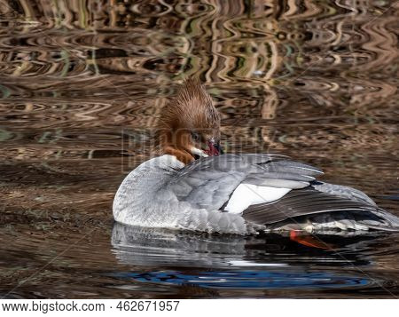 Close-up Shot Of The Female Of Goosander (common Merganser) (mergus Merganser) Swimming In Water In 