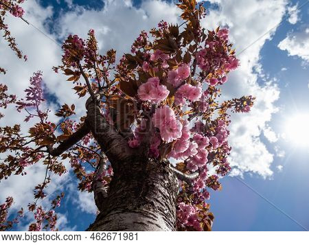 Beautiful, Pink Cherry Blossoms Of The Japan Pink Sakura Flowers Flowering On The Branches And Stems