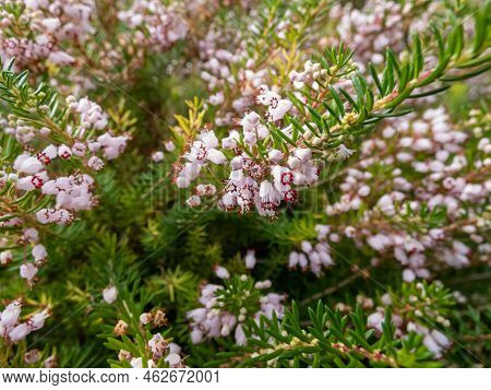 Macro Of Beautiful Bell-shaped, White, Pink And Red-purple Flowers Of Cornish Heath Or Wandering Hea