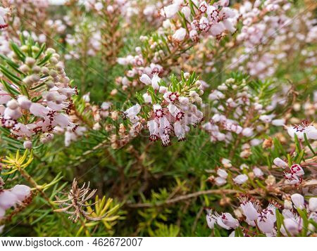 Macro Of Beautiful Bell-shaped, White, Pink And Red-purple Flowers Of Cornish Heath Or Wandering Hea