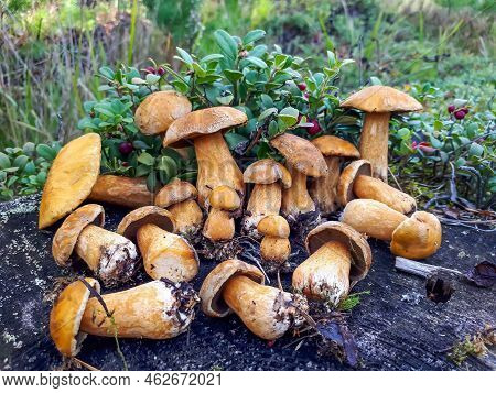 Group Of The Velvet Bolete Or Variegated Bolete (suillus Variegatus) On The Tree Stem In The Forest.