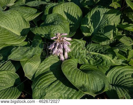 One Of The Largest Hosta ′blue Umbrellas′ With Giant, Blue-green, Thick-textured, Corrugated, Heart 