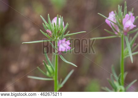 Flower Of A Weasel Snout Plant, Misopates Orontium