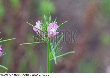 Flower Of A Weasel Snout, Misopates Orontium