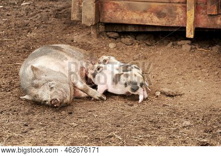 Small Pig Feeding Piglets On The Ground. Domestic Animals And Farming