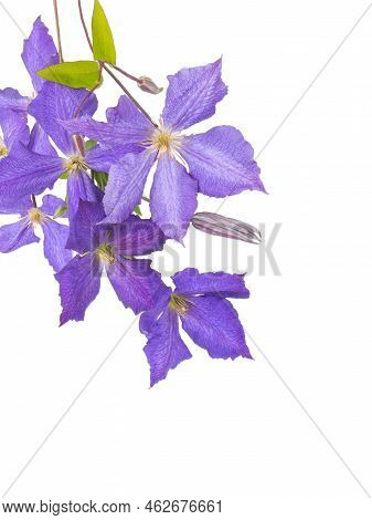 Clematis Jackmanii Flowers,buds And Leaves Corner Composition Isolated Transparent Png